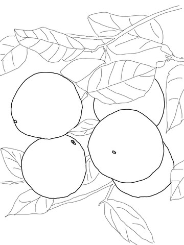 Grapefruits On Tree Coloring Page